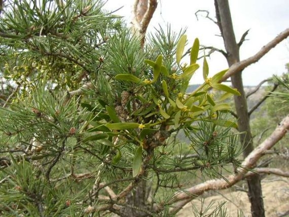 Viscum album na Pinus silvestris